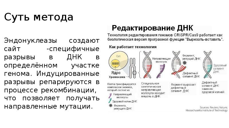 Геном презентация 10 класс