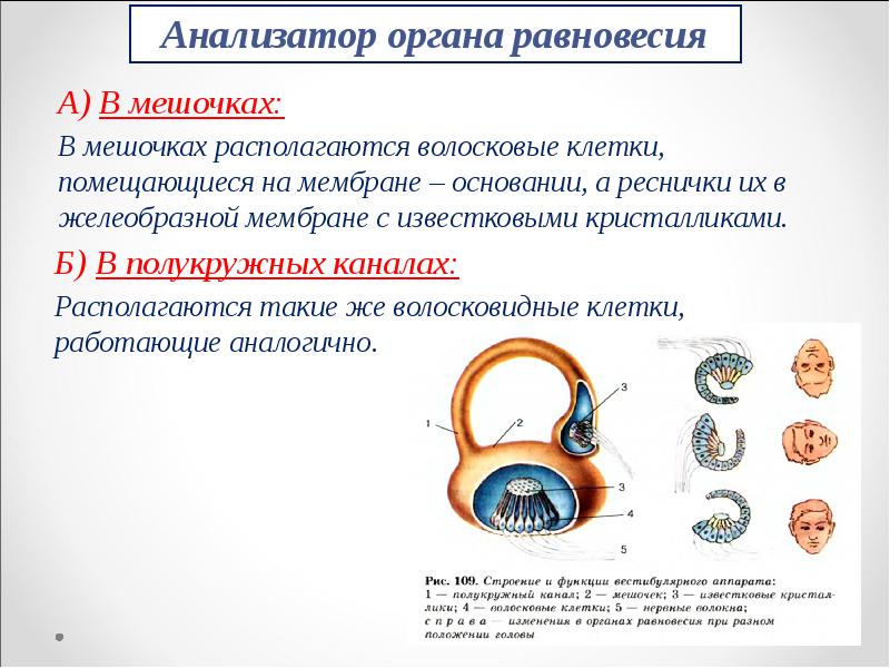 Органы анализаторы. Клетки органа равновесия располагаются. Орган равновесия функции. Волосковые клетки органа равновесия. Гигиена органа равновесия.