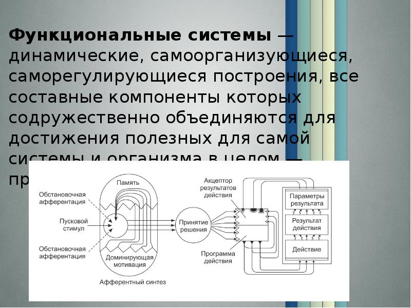 Функциональная система элементы функциональной системы