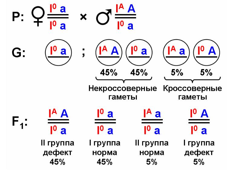 Кроссинговер егэ биология