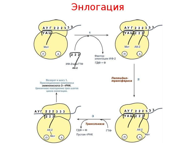 Схема строения рибосомы биохимия