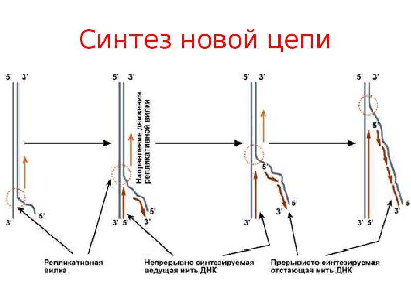 Репликативная вилка схема