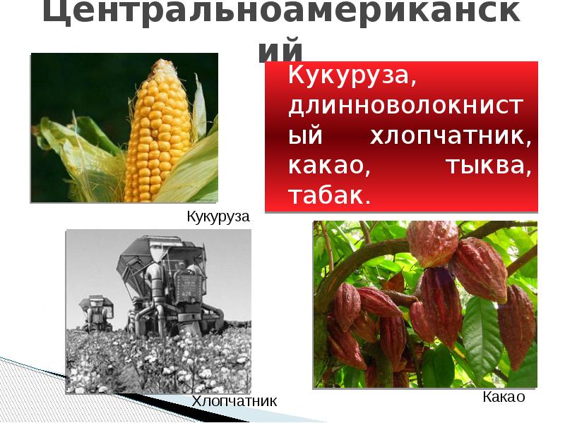 Абиссинский центр происхождения культурных