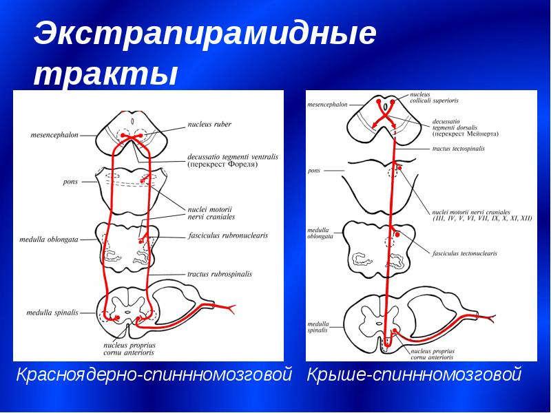 Экстрапирамидная система схема неврология