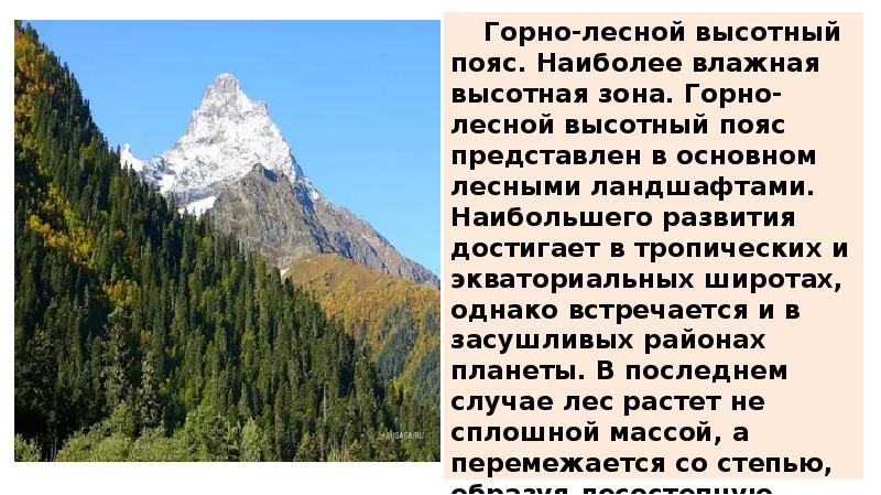 6 класс география презентация жизнь на поверхности суши леса