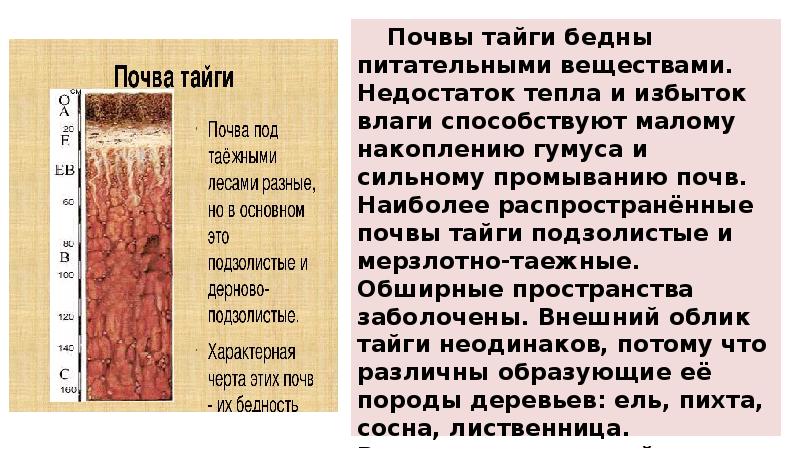 Тайга почвы животные растения. Почвы тайги. Почвы тайги в России. Мерзлотно-Таежные почвы. Подзолистая почва тайги в России.