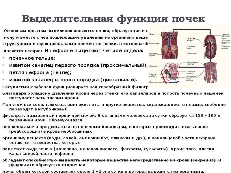 Презентация на тему почки 8 класс