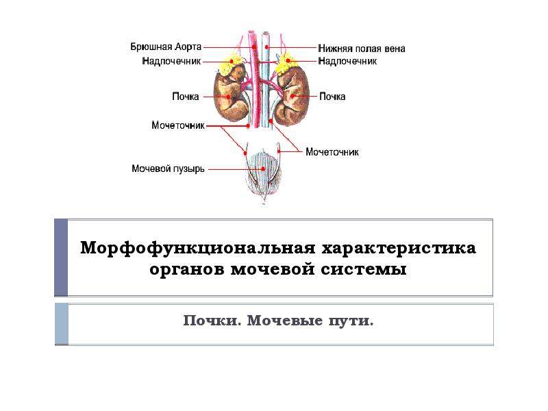 Пименов презентация выделительная система