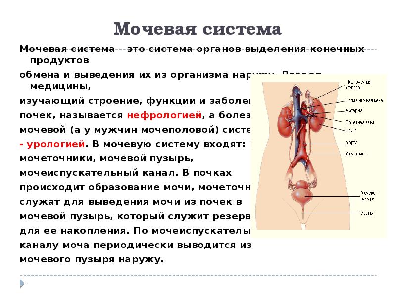 Последовательность органов мочевой системы. Мочевая система строение и функции. Строение и функции мочевой системы таблица. Выделения система человека функции и органы. Строение органов выделения.