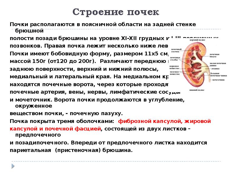 Почки в брюшной полости. Пристеночная брюшина покрывает почку. Морфофункциональная структура почек. Морфофункциональная характеристика почек. Брюшина покрывает почку со всех сторон.