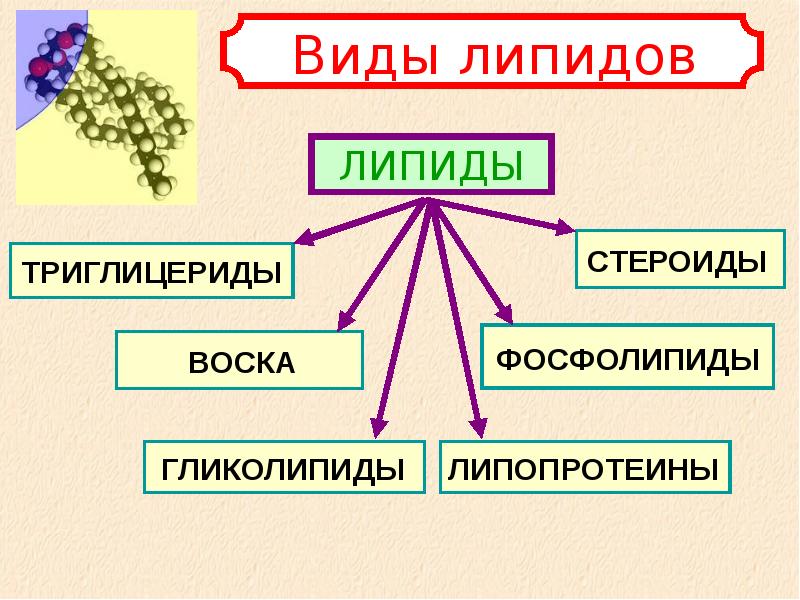 Химический состав клетки углеводы презентация