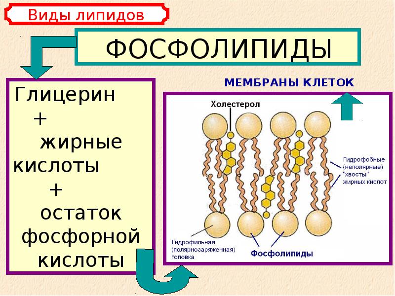 Химический состав клетки углеводы презентация