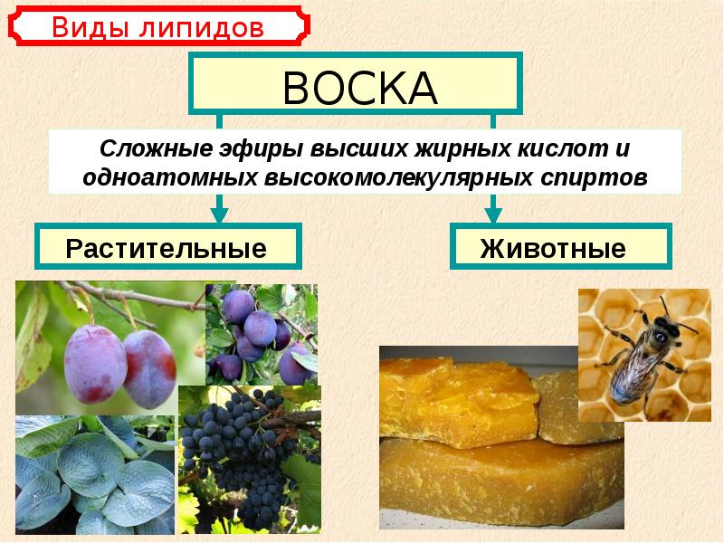 Химический состав клетки углеводы презентация