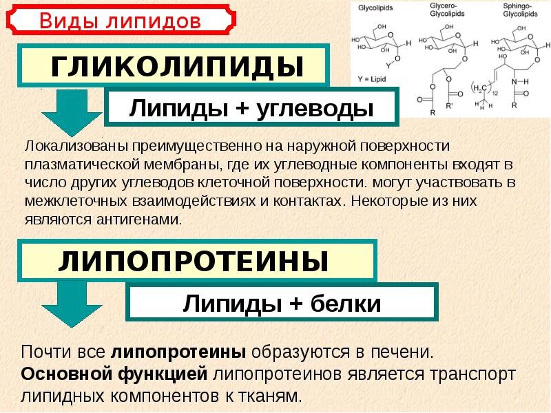 Химический состав клетки углеводы презентация