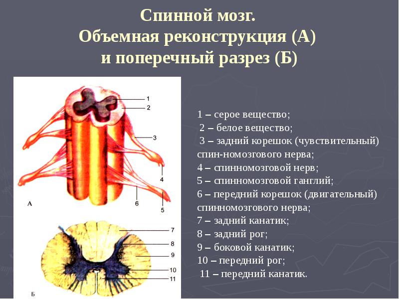 Строение спинного мозга человека фото с описанием