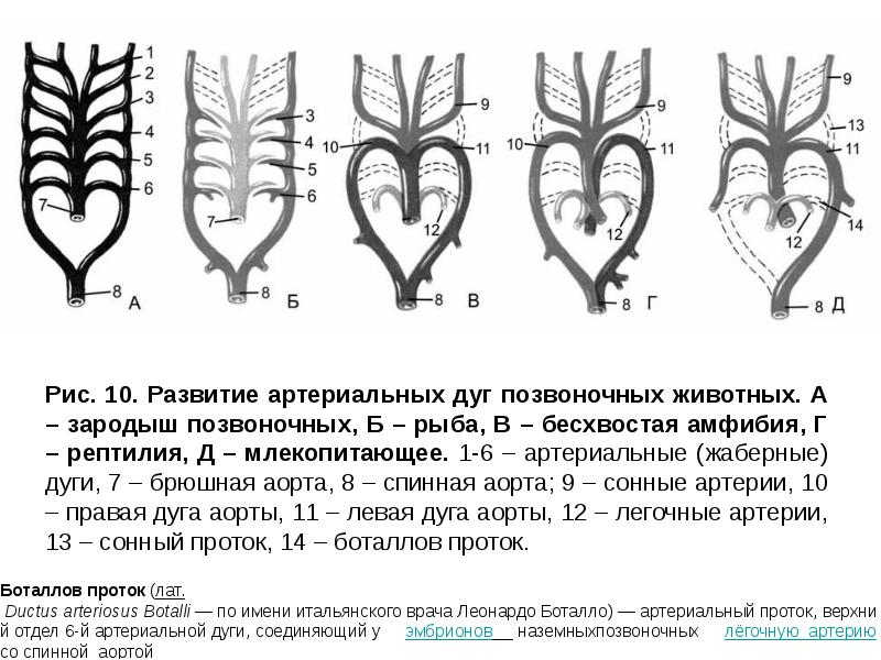 Сердце первых наземных позвоночных. Эволюция артериальных жаберных дуг позвоночных. Жаберные дуги филогенез.