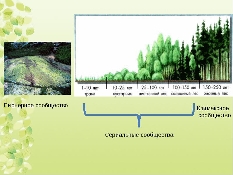 Сукцессия презентация 11 класс