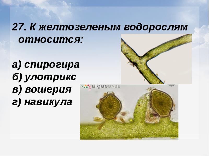 Какую функцию выполняет таллома
