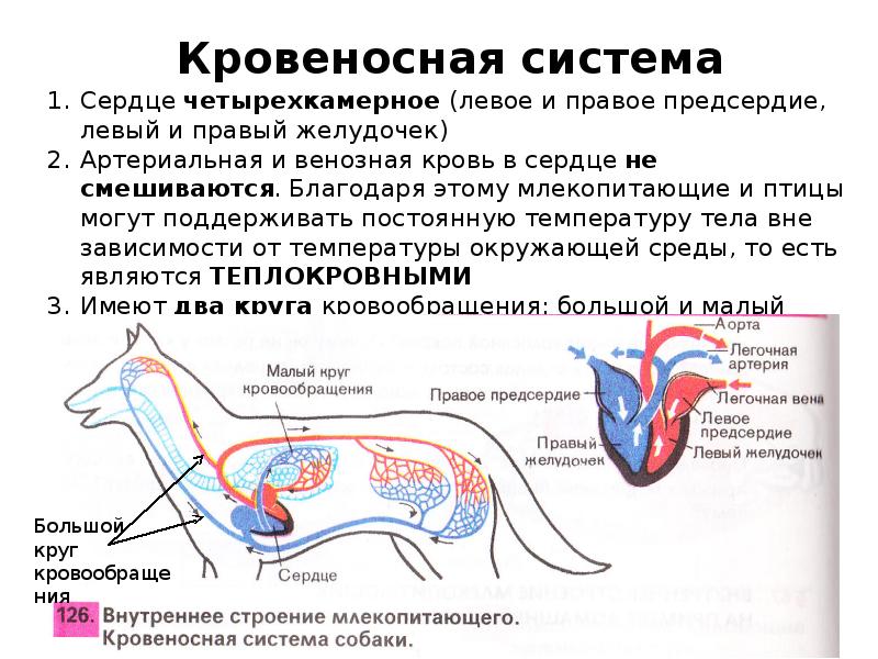 Млекопитающие кровеносная система