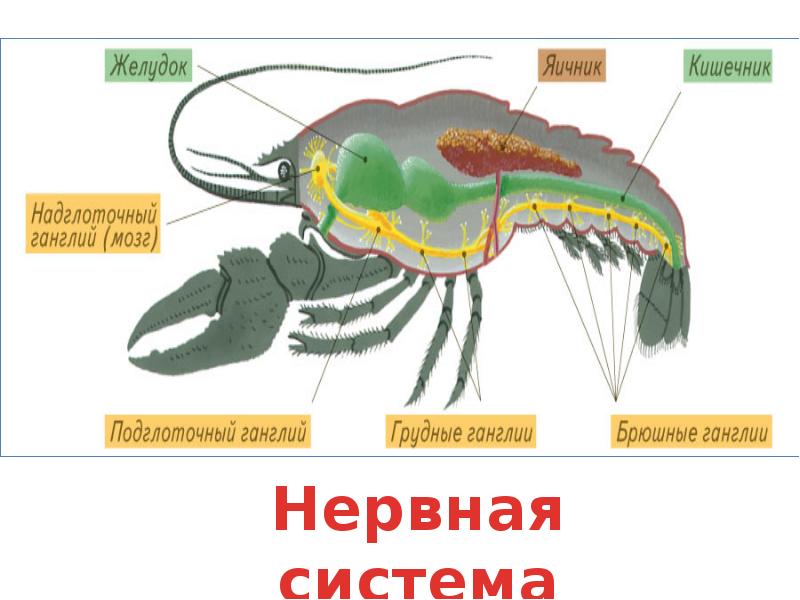 Нервная система ракообразных схема