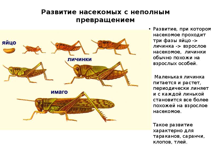 Схема развития саранчи