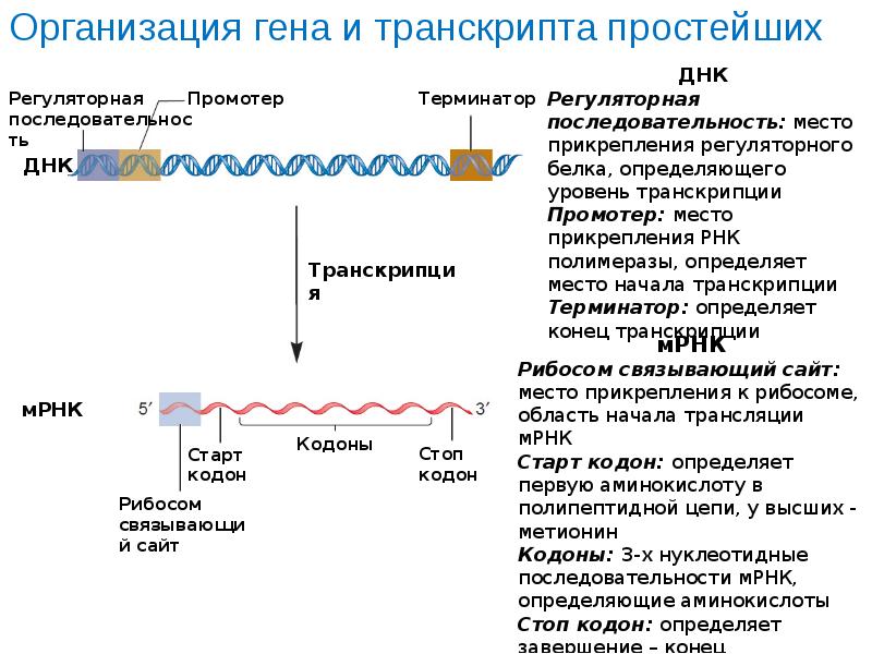 Днк эфиры. Транскрипция и трансляция ДНК. Где происходит транскрипция и трансляция. Восьмой транскрипция.