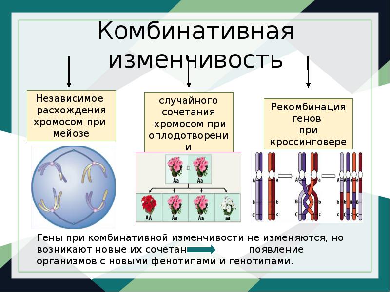 Мутационная изменчивость примеры. Комбинативная изменчивость. Комбинативная изменчивость кроссинговер. Мутации и комбинативная изменчивость. При комбинативной изменчивости.