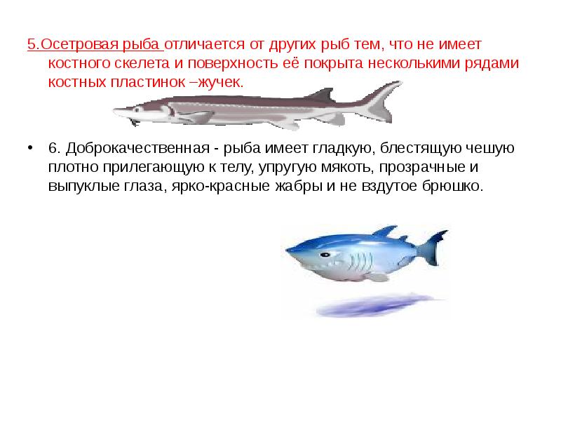 Отличие рыбы. Обработка осетровой рыбы. Обработка рыбы осетровых пород. Обработка осетровой рыбы презентация. Обработка осетровой рыбы кратко.