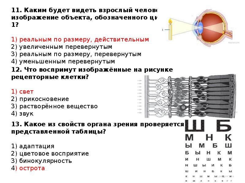 Зрительный анализатор упражнения