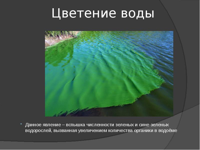 На рисунке показано цветение воды в озере байкал установите последовательность процессов