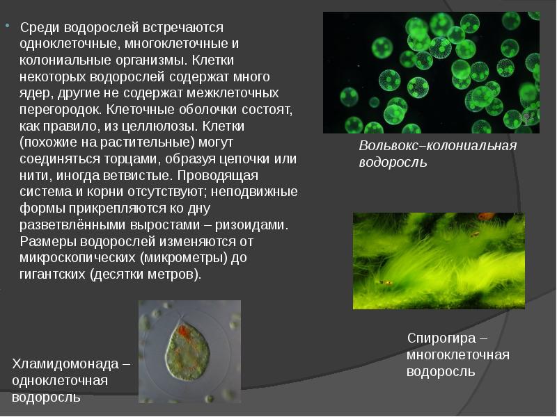 Где встречаются водоросли