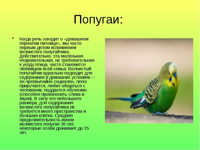 Текст описание про попугая. Информация о попугаях. Информация о волнистых попугаях. Рассказ о волнистом попугае. Описание попугая.