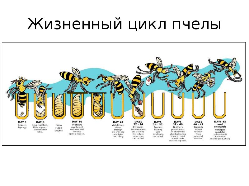 Превращение пчелы медоносной. Жизненный цикл пчелы медоносной. Цикл развития пчелы схема. Цикл развития медоносной пчелы схема. Стадии развития медоностной пчел.