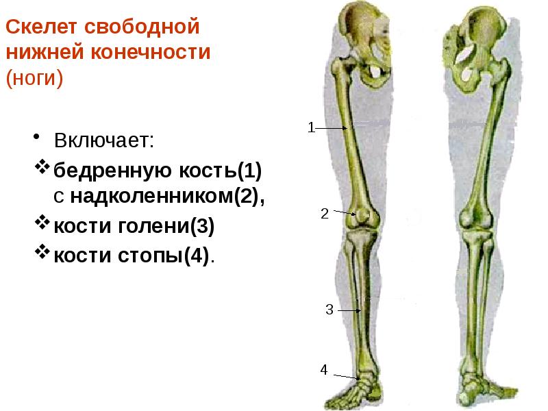 Скелет нижних конечностей человека кости