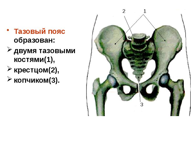 Скелет человека фото с описанием костей таза