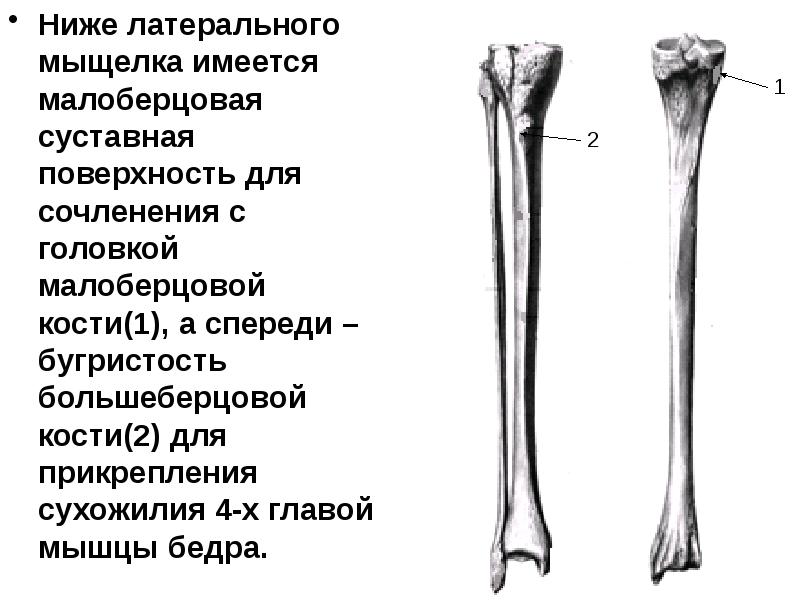 Большеберцовая кость фото на скелете