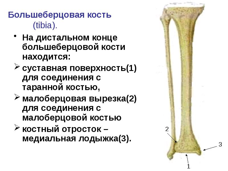 Малоберцовая кость скелет