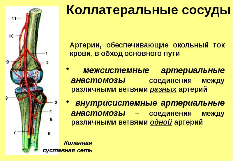 Коленная сеть артерии схема