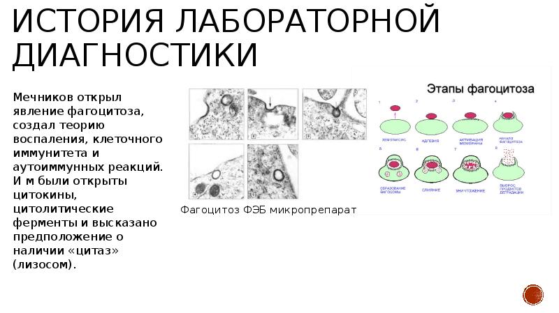 Открытие фагоцитоза презентация