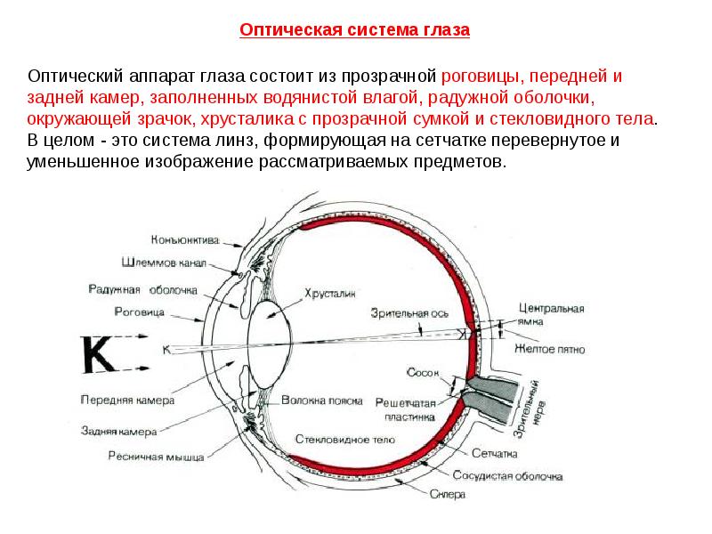 Оптическая система глаза схема