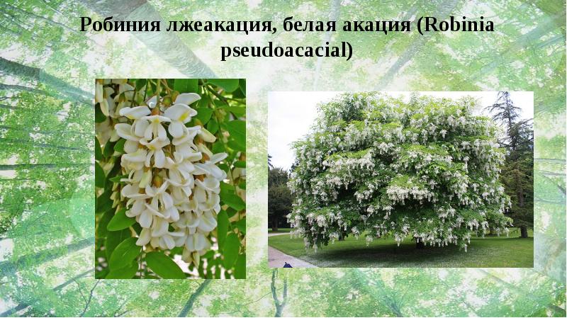 Реферат: Акация белая как перспективное древесное растение в озеленении и защитном лесоразведении