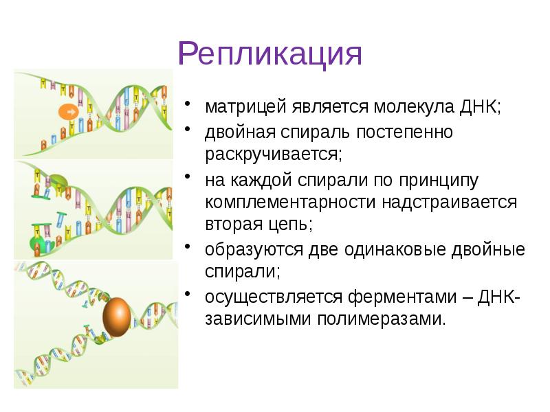 Генетическая информация удвоение днк презентация 10 класс