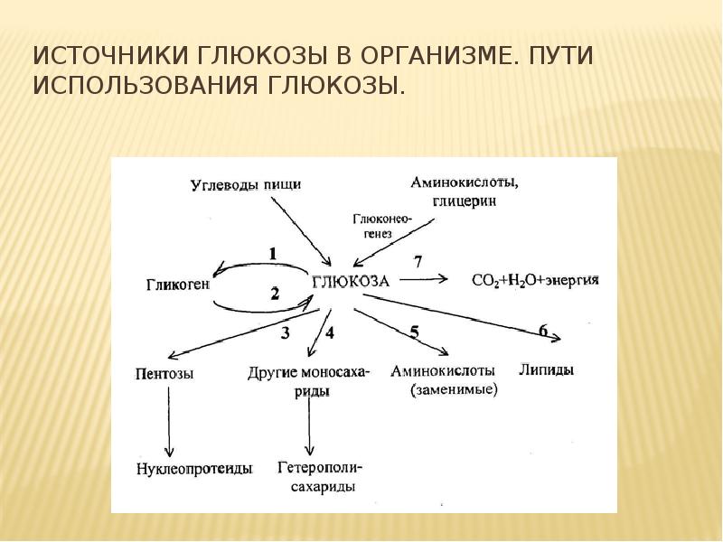 Обмен углеводов схема 8 класс биология