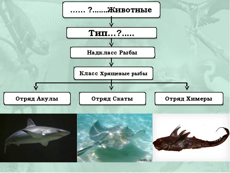 Надкласс рыбы 7 класс биология презентация