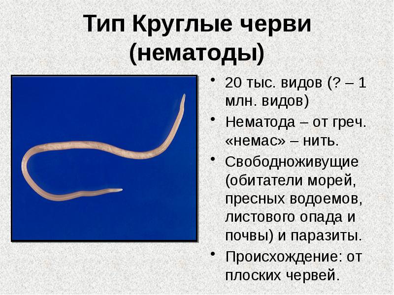 Тип Круглые Черви Картинки