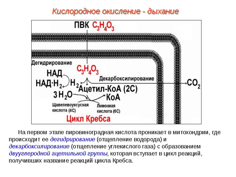 Окисление водорода. Окисление ПВК. Кислородное окисление. Где происходит образование пировиноградной кислоты. Аэробное окисление ПВК.