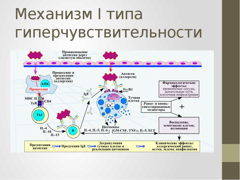 Схема гиперчувствительности 2 типа