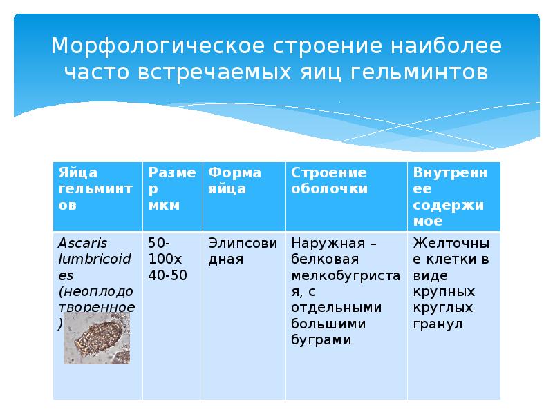 Презентация по гельминтам