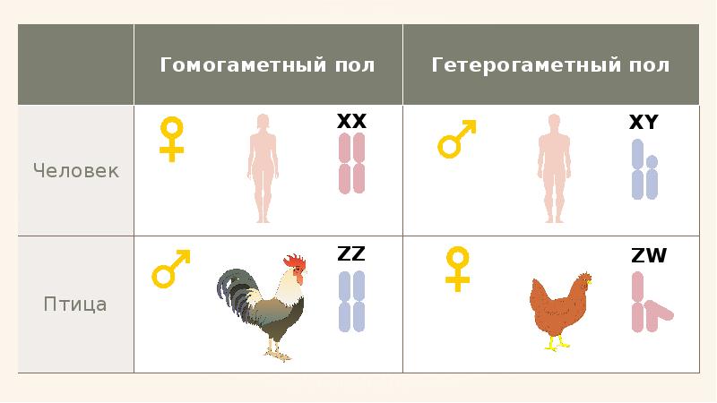 Презентация определение пола