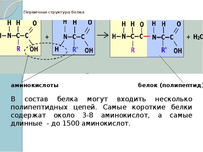 Органические вещества углеводы белки презентация